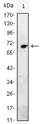 Figure 1: Western blot analysis using EGF mAb against EGF(AA: 971-1023)-hIgGFc transfected HEK293 cell lysate.