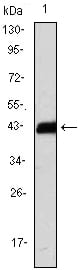 Figure 1: Western blot analysis using CD247 mAb against CD247(AA: 52-164)-hIgGFc transfected HEK293 cell lysate.