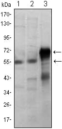 Figure 1: Western blot analysis using ETS1 mouse mAb against Jurkat (1), HepG2 (2) and ETS1-hIgGFc transfected HEK293 (3) cell lysate.