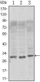 Figure 1: Western blot analysis using CD69 mouse mAb against, Jurkat (1), L1210 (2) and TPH-1 (3) cell lysate.