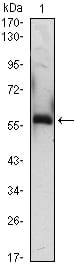 Figure 1: Western blot analysis using A1BG mouse mAb against A1BG(AA: 320-495)-hIgGFc transfected HEK293 (1)cell lysate.