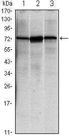 Figure 1: Western blot analysis using HSPA5 mouse mAb against NIH/3T3 (1), Hela (2) and Jurkat (3) cell lysate.