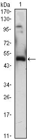 Figure 1: Western blot analysis using EGR1 mouse mAb against EGR1(AA: 282-433)-hIgGFc transfected HEK293 (1)cell lysate.