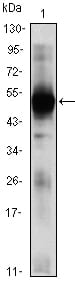 Figure 1: Western blot analysis using RAG2 mouse mAb against RAG2(AA: 350-527)-hIgGFc transfected HEK293 (1)cell lysate.