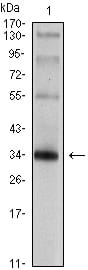 Figure 1: Western blot analysis using SYP mouse mAb against rat brain tissue lysate.