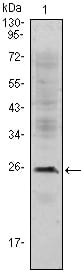 Figure 1: Western blot analysis using CD3E mouse mAb against Jurkat (1) cell lysate.