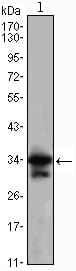 Figure 1: Western blot analysis using CDC2 mouse mAb against Jurkat (1) cell lysate.