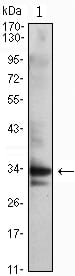 Figure 1: Western blot analysis using CDC2 mouse mAb against Jurkat (1) cell lysate.