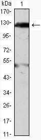 Figure 1: Western blot analysis using JAK2 mouse mAb against THP-1(1) cell lysate.
