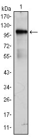 Figure 1: Western blot analysis using BMX mAb against BMX(AA: 138-276)-hIgGFc transfected HEK293 cell lysate.