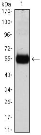 Figure 1: Western blot analysis using CDKN1B mAb against CDKN1B(AA: 1-198)-hIgGFc transfected HEK293 cell lysate.