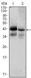 Figure 1: Western blot analysis using EPCAM mouse mAb against HTC116 (1) and T47D (2) cell lysate.