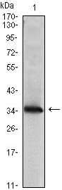 Figure 1: Western blot analysis using NME1 mAb against NME1(AA: 27-177)-hIgGFc transfected HEK293 cell lysate.