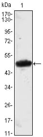 Figure 1: Western blot analysis using MESP1 mAb against MESP1(AA: 1-200)-hIgGFc transfected HEK293 cell lysate.