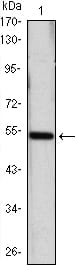 Figure 1: Western blot analysis using SHH mAb against SHH(AA: 26-161)-hIgGFc transfected HEK293 cell lysate.