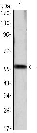 Figure 1: Western blot analysis using CCND1 mAb against CCND1(AA: 1-295)-hIgGFc transfected HEK293 cell lysate.