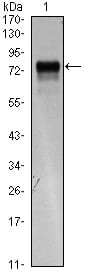 Figure 1: Western blot analysis using FLT4 mAb against FLT4(AA: 25-330)-hIgGFc transfected HEK293 cell lysate.