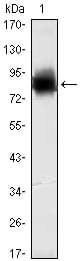 Figure 1: Western blot analysis using KLHL21 mAb against human KLHL21 (AA: 250-597) recombinant protein. (Expected MW is 64.4 kDa)