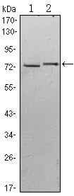 Figure 1: Western blot analysis using KLHL13 mouse mAb against Hela (1) and MCF-7 (2) cell lysate.