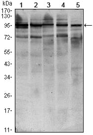 Figure 1: Western blot analysis using STAT6 mouse mAb against HEK293 (1), NIH/3T3 (2), MCF-7 (3), Raw246.7 (4) and PC-12 (5) cell lysate.