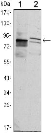 Figure 1: Western blot analysis using KLHL11 mouse mAb against Hela (1) and MCF-7 (2) cell lysate.