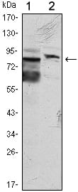 Figure 1: Western blot analysis using KLHL11 mouse mAb against Hela (1) and MCF-7 (2) cell lysate.