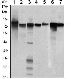Figure 1: Western blot analysis using STAT5B mouse mAb against Hela (1), K562 (2), NIH/3T3 (3), C6 (4), HEK293 (5), Jurkat (6) and HL-60 (7) cell lysate.