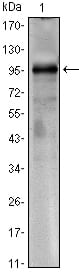Figure 1: Western blot analysis using CRTC1 mouse mAb against CRTC1(AA: 1-353)-hIgGFc transfected HEK293 cell lysate.