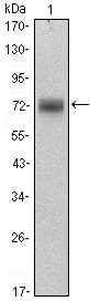 Figure 1: Western blot analysis using ZBTB16 mouse mAb against Hela (1) cell lysate.