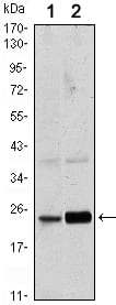 Figure 1: Western blot analysis using Rab10 mouse mAb against Hela (1) and NIH/3T3 (2) cell lysate.