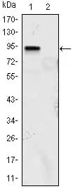 Figure 1: Western blot analysis using KLF4 mouse mAb against KLF4 (aa2-470)-hIgGFc transfected HEK293 (1) and HEK293 (2) cell lysate.