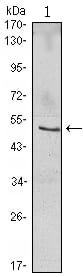 Figure 1: Western blot analysis using NFKBIB mouse mAb against Jurkat (1) cell lysate.