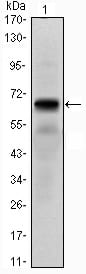 Figure 1: Western blot analysis using PTH1R mAb against PTH1R (AA: 27-188)-hIgGFc transfected HEK293 cell lysate.