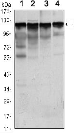 Figure 1: Western blot analysis using HK1 mouse mAb against Jurkat (1), Hela (2), HepG2 (3) and NIH/3T3 (4) cell lysate.