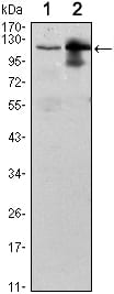 Figure 1: Western blot analysis using UBE1L mouse mAb against Raji (1) and THP-1 (2) cell lysate.