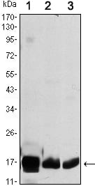 Figure 1: Western blot analysis using COX4I1 mouse mAb against HEK293 (1), A549 (2) and PC12 (3) cell lysate.