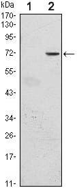 Figure 1: Western blot analysis using GFI1 mAb against HEK293 (1) and GFI1(AA: 2-250)-hIgGFc transfected HEK293 (2) cell lysate.
