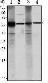 Figure 1: Western blot analysis using ALDH1A1 mouse mAb against Raji (1), Jurkat (2), THP-1 (3) and K562 (4) cell lysate.