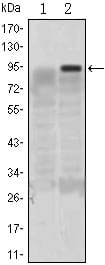 Figure 1: Western blot analysis using KLF4 mAb against HEK293 (1) and KLF4(AA: 2-180)-hIgGFc transfected HEK293 (2) cell lysate.