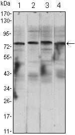Figure 1: Western blot analysis using CHUK mouse mAb against Raji (1), Jurkat (2), THP-1 (3) and K562 (4) cell lysate.