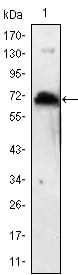 Figure 1: Western blot analysis using KLHL1 mAb against human KLHL1 (AA: 202-506) recombinant protein. (Expected MW is 60.2 kDa)