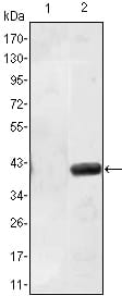 Figure 1: Western blot analysis using MATN1 mAb against HEK293 (1) and MATN1(AA: 427-496)-hIgGFc transfected HEK293 (2) cell lysate.