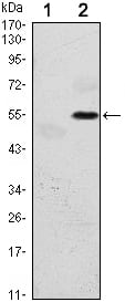 Figure 1: Western blot analysis using EIF2AK3 mAb against HEK293 (1) and EIF2AK3(AA: 929-1116)-hIgGFc transfected HEK293 (2) cell lysate.