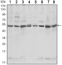 Figure 1: Western blot analysis using CSK mouse mAb against NIH/3T3 (1)?Hela (2)?COS7 (3), Jurkat (4), Raw246.7 (5), A549 (6), HL-60 (7) and PC-12 (8) cell lysate.