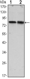 Figure 1: Western blot analysis using CRTC2 mouse mAb against Hela (1) and HEK293 (2) cell lysate.