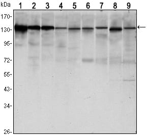 Figure 1: Western blot analysis using CDH1 mouse mAb against LNCAP (1)?A431 (2), DU145 (3), PC-3 (4), MCF-7 (5), PC-12 (6), NIH/3T3 (7), C6 (8) and COS7 (9) cell lysate.