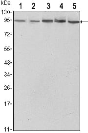 Figure 1: Western blot analysis using STAT3 mouse mAb against Hela (1),NIH/3T3 (2), Jurkat (3), PC-12 (4) and COS7 (5) cell lysate.