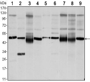 Figure 1: Western blot analysis using FOXD3 mouse mAb against NTERA-1 (1)?HUVE-12 (2), HEK293 (3), Hela (4), Jurkat (5), NIH/3T3 (6), K562 (7), RAW264.7 (8) and COS7 (9) cell lysate.