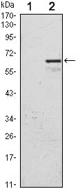 Figure 1: Western blot analysis using CDKN1C mAb against HEK293 (1) and CDKN1C(AA: 214-316)-hIgGFc transfected HEK293 (2) cell lysate.