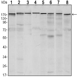 Figure 1: Western blot analysis using SETDB1 mouse mAb against MCF-7 (1),T47D (2), HEK293 (3), JURKAT (4), NIH/3T3 (5), F9 (6), RAW246.7 (7) and Cos7 (8) cell lysate.